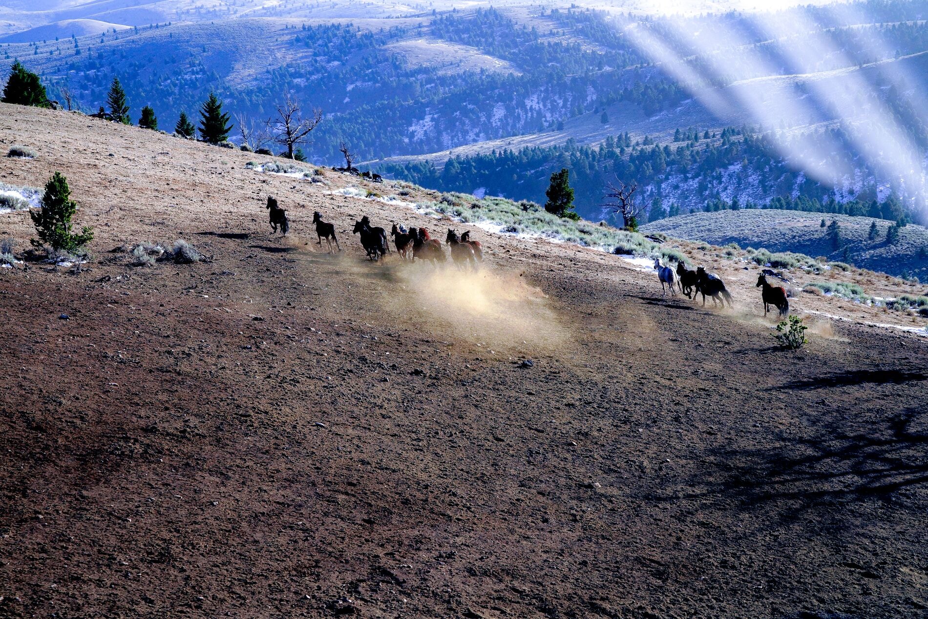 Rotores Rocky Mountain Bell 505